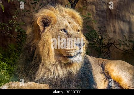 Asiatischen Löwen Stockfoto
