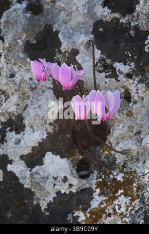 Griechische Cyclamen (Cyclamen graecum) Blüten, die aus einem kleinen Loch in einer Felswände im Süden Griechenlands auftauchen Stockfoto