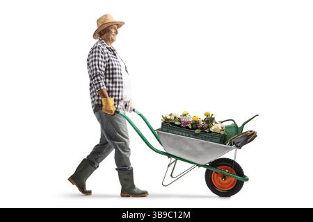 Reifer Mann, der Blumen in eine Schubkarre schießt, isoliert auf weißem Hintergrund Stockfoto
