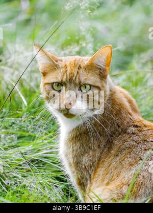 Porträt einer roten Tabbykatze im Gras. Tiernahmehilfe. Stockfoto