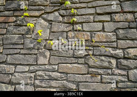 Alte rustikale Wand aus grauen Blöcken. Natürlicher Hintergrund. Stockfoto