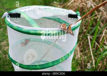 Gemalte Dame Schmetterling, die draußen auf dem Rand des Schmetterlingskäfigs steht Stockfoto