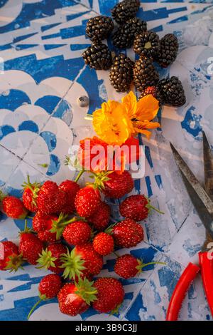 Beeren, Kapuzinerkresse, Schere auf blauen Fliesen Stockfoto