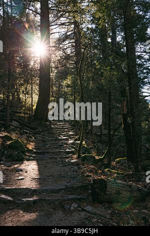 Sonnenlicht zieht durch Bäume entlang eines felsigen Wanderweges Stockfoto