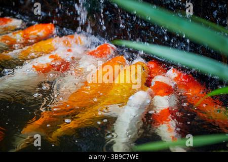 Gruppe von Koi-Karpfen, die im Teich schwimmen Stockfoto