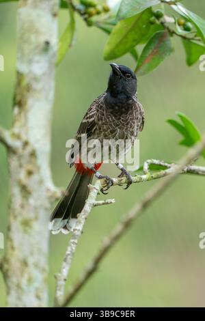 Rot-entlüftet Bulbul Pycnonotus cafer Stockfoto