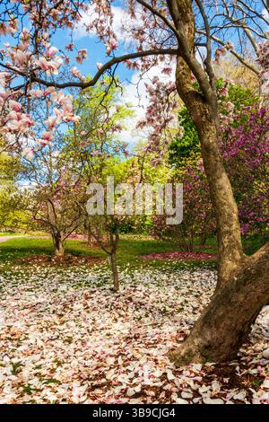 Magnolienbäume blühen im Frühling Stockfoto