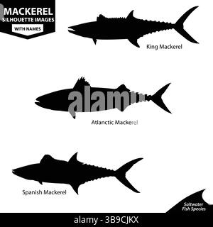Makrele Fisch Silhouette Vektor-Set | König, Atlantik Und Spanische Makrele Stock Vektor