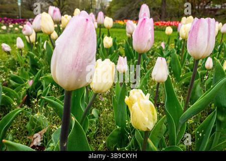 Tulpen wachsen im Frühling Stockfoto