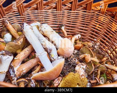 Pilze im Korb, Herbsternte in einem Korb Stockfoto