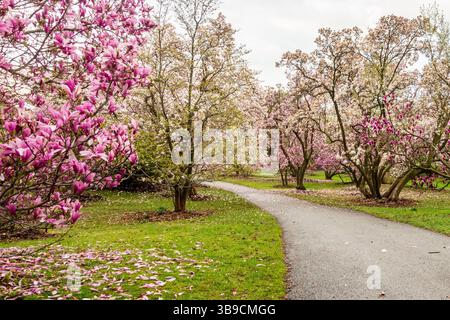 Magnolien blühen im Frühling Stockfoto