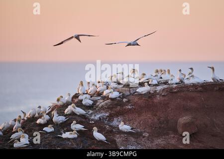Nordtölzer (Morus bassanus) fliegen bei Sonnenuntergang über die Kolonie auf den Klippen, Tierwelt, Helgoland, Deutschland, Europa Stockfoto