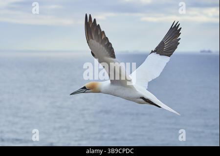 Nördlicher Tölpel (Morus bassanus), der über das Meer fliegt, Tierwelt, Helgoland, Deutschland, Europa Stockfoto