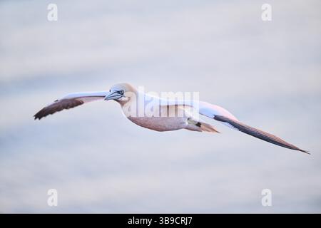 Nördlicher Tölpel (Morus bassanus), der bei Sonnenuntergang über dem Meer fliegt, Tierwelt, Helgoland, Deutschland, Europa Stockfoto