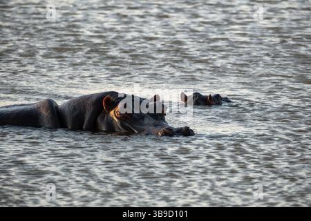 Eine Nahaufnahme eines afrikanischen Nilpferdes (Hippopotamus amphibius), der teilweise in ruhiges Wasser getaucht ist Stockfoto