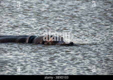 Eine Nahaufnahme eines afrikanischen Nilpferdes (Hippopotamus amphibius), der teilweise in ruhiges Wasser getaucht ist Stockfoto
