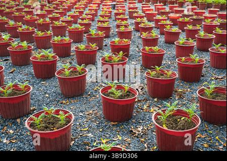 Junge Ringelblumenpflanzen, die reihenweise in braunen Plastiktöpfen wachsen. Frühjahrspflanzen. Frühe Setzlinge Stockfoto