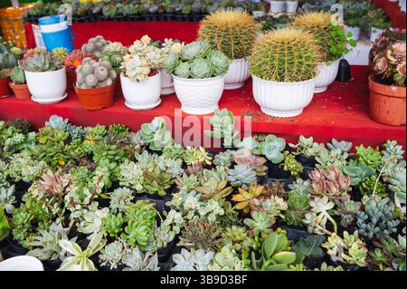 Verschiedene Sukkulenten im Topf werden bei Tageslicht auf einem Holztisch platziert und zeigen eine Gartenszene. Stockfoto
