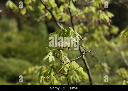 Japanischer Ahorn, Junge Blätter und Blüte am Frühlingstag Stockfoto