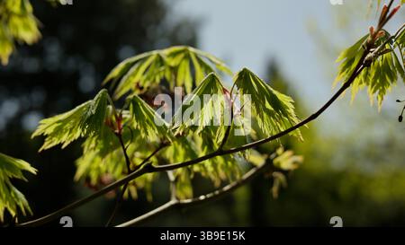 Japanischer Ahorn, Junge Blätter und Blüte am Frühlingstag Stockfoto