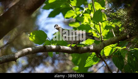 Trauertaube auf Maulbeerzweig im Schatten und Sonnenlicht. Stockfoto