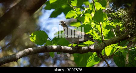 Trauertaube auf Maulbeerzweig im Schatten und Sonnenlicht. Stockfoto