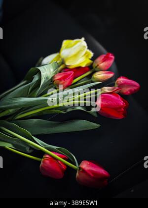 Rote und gelbe Tulpen sind wunderschön angeordnet vor dunklem Hintergrund, aufgenommen mit stimmungsvoller Beleuchtung und sanften Schatten. Stockfoto