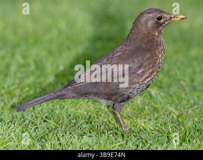 Weibliche gemeine Blackbird, Turdus merula, Regents Park, London, Vereinigtes Königreich, Britische Inseln Stockfoto