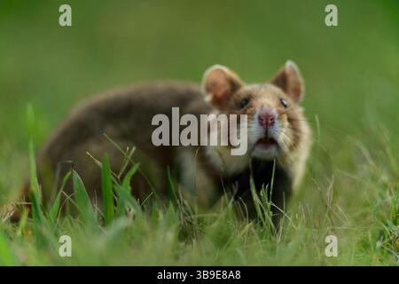Europäischer Hamster (Cricetus cricetus), auch Schwarzbauchhamster oder gewöhnlicher Hamster genannt, fotografiert in einer Grünfläche in Wien, Österreich. Diese Nagetiere ha Stockfoto
