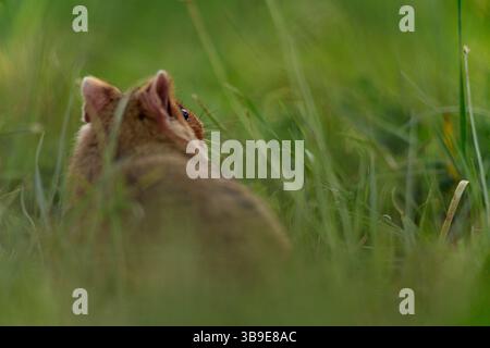 Europäischer Hamster (Cricetus cricetus), auch Schwarzbauchhamster oder gewöhnlicher Hamster genannt, fotografiert in einer Grünfläche in Wien, Österreich. Diese Nagetiere ha Stockfoto