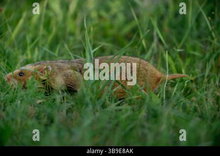 Europäischer Hamster (Cricetus cricetus), auch Schwarzbauchhamster oder gewöhnlicher Hamster genannt, fotografiert in einer Grünfläche in Wien, Österreich. Diese Nagetiere ha Stockfoto