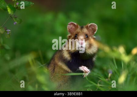 Europäischer Hamster (Cricetus cricetus), auch Schwarzbauchhamster oder gewöhnlicher Hamster genannt, fotografiert in einer Grünfläche in Wien, Österreich. Diese Nagetiere ha Stockfoto