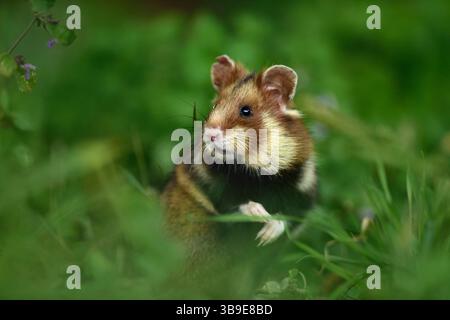 Europäischer Hamster (Cricetus cricetus), auch Schwarzbauchhamster oder gewöhnlicher Hamster genannt, fotografiert in einer Grünfläche in Wien, Österreich. Diese Nagetiere ha Stockfoto