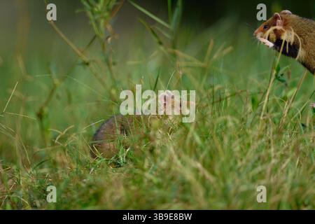 Europäischer Hamster (Cricetus cricetus), auch Schwarzbauchhamster oder gewöhnlicher Hamster genannt, fotografiert in einer Grünfläche in Wien, Österreich. Diese Nagetiere ha Stockfoto