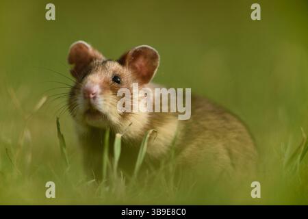 Europäischer Hamster (Cricetus cricetus), auch Schwarzbauchhamster oder gewöhnlicher Hamster genannt, fotografiert in einer Grünfläche in Wien, Österreich. Diese Nagetiere ha Stockfoto