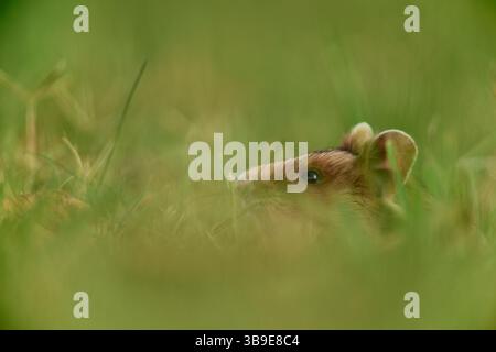 Europäischer Hamster (Cricetus cricetus), auch Schwarzbauchhamster oder gewöhnlicher Hamster genannt, fotografiert in einer Grünfläche in Wien, Österreich. Diese Nagetiere ha Stockfoto