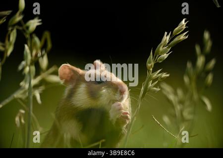 Europäischer Hamster (Cricetus cricetus), auch Schwarzbauchhamster oder gewöhnlicher Hamster genannt, fotografiert in einer Grünfläche in Wien, Österreich. Diese Nagetiere ha Stockfoto
