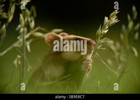 Europäischer Hamster (Cricetus cricetus), auch Schwarzbauchhamster oder gewöhnlicher Hamster genannt, fotografiert in einer Grünfläche in Wien, Österreich. Diese Nagetiere ha Stockfoto