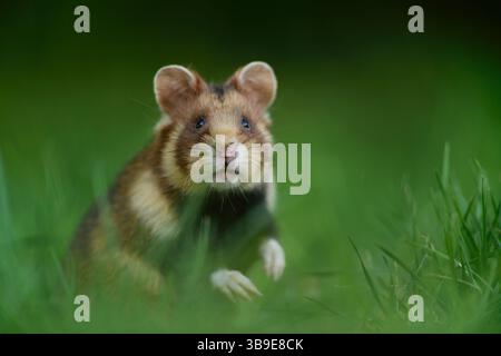 Europäischer Hamster (Cricetus cricetus), auch Schwarzbauchhamster oder gewöhnlicher Hamster genannt, fotografiert in einer Grünfläche in Wien, Österreich. Diese Nagetiere ha Stockfoto