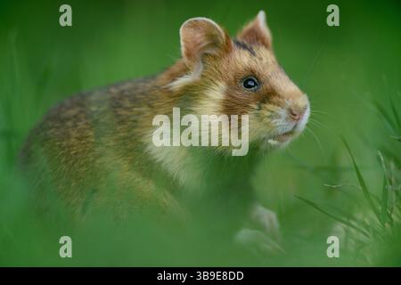 Europäischer Hamster (Cricetus cricetus), auch Schwarzbauchhamster oder gewöhnlicher Hamster genannt, fotografiert in einer Grünfläche in Wien, Österreich. Diese Nagetiere ha Stockfoto