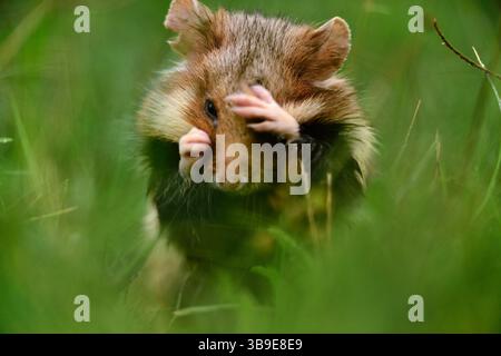 Europäischer Hamster (Cricetus cricetus), auch Schwarzbauchhamster oder gewöhnlicher Hamster genannt, fotografiert in einer Grünfläche in Wien, Österreich. Diese Nagetiere ha Stockfoto