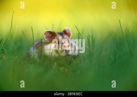 Europäischer Hamster (Cricetus cricetus), auch Schwarzbauchhamster oder gewöhnlicher Hamster genannt, fotografiert in einer Grünfläche in Wien, Österreich. Diese Nagetiere ha Stockfoto