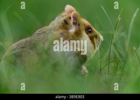 Europäischer Hamster (Cricetus cricetus), auch Schwarzbauchhamster oder gewöhnlicher Hamster genannt, fotografiert in einer Grünfläche in Wien, Österreich. Diese Nagetiere ha Stockfoto