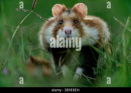 Europäischer Hamster (Cricetus cricetus), auch Schwarzbauchhamster oder gewöhnlicher Hamster genannt, fotografiert in einer Grünfläche in Wien, Österreich. Diese Nagetiere ha Stockfoto