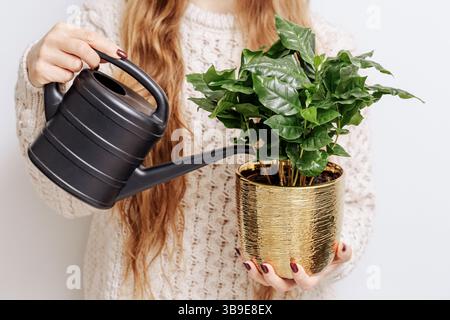 Frau, die eine Zimmerpflanze mit schwarzer Gießkanne bewässert. Grüne Pflanze im goldenen Blumentopf. Gartenpflege im Innenbereich. Konzept für die Pflege und Dekoration von Wohnanlagen Stockfoto