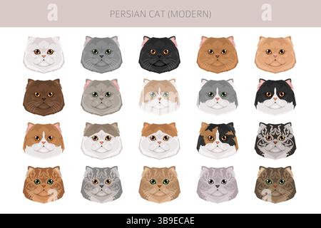Persische Katze Langhaar Clipart. Moderne persische Katze. Alle Lackfarben festgelegt. Infografik zu den Merkmalen aller Katzenrassen. Vektorabbildung Stock Vektor