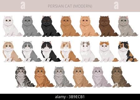 Persische Katze Langhaar Clipart. Moderne persische Katze. Alle Lackfarben festgelegt. Infografik zu den Merkmalen aller Katzenrassen. Vektorabbildung Stock Vektor