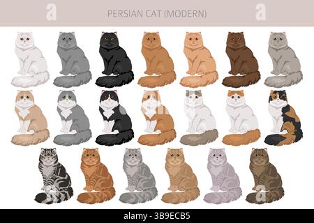 Persische Katze Langhaar Clipart. Moderne persische Katze. Alle Lackfarben festgelegt. Infografik zu den Merkmalen aller Katzenrassen. Vektorabbildung Stock Vektor