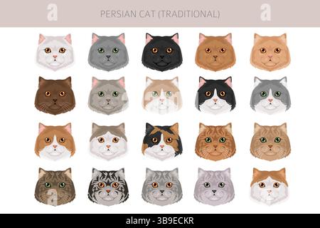 Persische Katze Langhaar Clipart. Traditionelle klassische persische Katze. Alle Lackfarben festgelegt. Infografik zu den Merkmalen aller Katzenrassen. Vektorillustr Stock Vektor