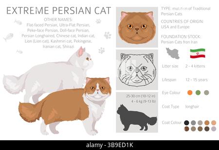 Persische Katze Langhaar Clipart. perserkatze extremer Typ. Alle Lackfarben festgelegt. Infografik zu den Merkmalen aller Katzenrassen. Vektorabbildung Stock Vektor